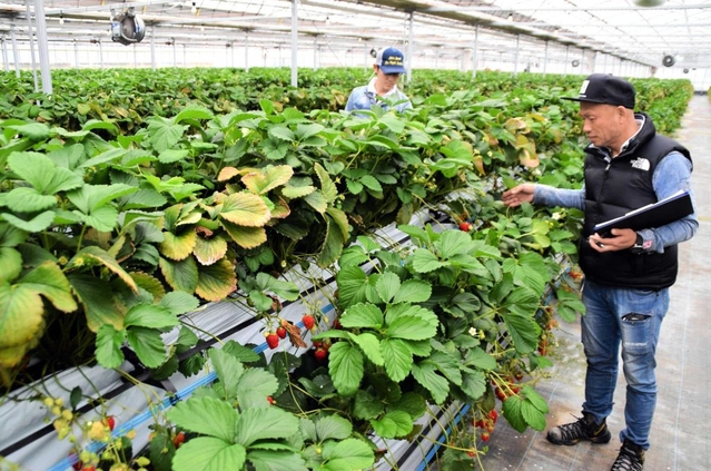 高設２段でイチゴを育てるながしお農場の永塩有社長（右）＝三田市沢谷、ながしお農場三田ハウス