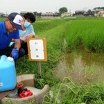 中干し後の田んぼに消化液を入れる作業＝２０２０年８月、加西市豊倉町