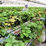 高設２段でイチゴを育てるながしお農場の永塩有社長（右）＝三田市沢谷、ながしお農場三田ハウス