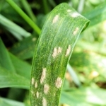 コムギの最上部の葉に発生した「コムギうどんこ病」の白い斑点（兵庫県病害虫防除所提供）