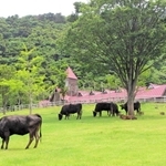 但馬牛と草原の歴史が学べる但馬牧場公園＝新温泉町