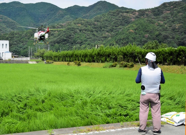 イネの生長に応じて、適量の肥料を散布する無線操縦ヘリコプター＝姫路市夢前町宮置