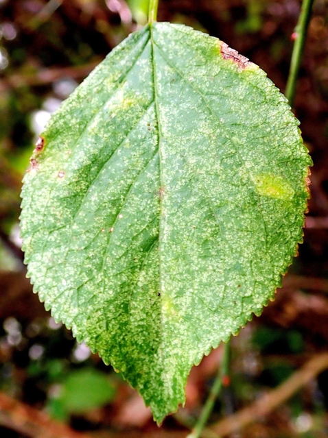 ひょうご経済 経済 ウメ モモ害虫 兵庫県内で発生確認 県が発生予察特殊報