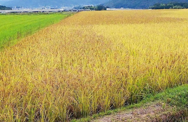 イネカメムシが大量発生し、コメが実らず茶色いイネが広がる。右側一帯のイネは穂が実り黄色い。左奥は稲刈り後の田＝１０月１６日、兵庫県北播磨地域（県病害虫防除所提供）