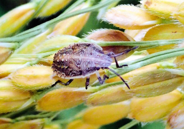 体長約７ミリのイネカメムシの幼虫（県病害虫防除所提供）
