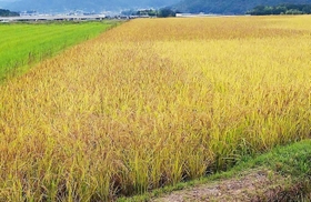 イネカメムシが大量発生し、コメが実らず茶色いイネが広がる。右側一帯のイネは穂が実り黄色い。左奥は稲刈り後の田＝１０月１６日、兵庫県北播磨地域（県病害虫防除所提供）