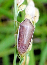 イネに付いた体長約１センチのイネカメムシの成虫（県病害虫防除所提供）