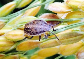 体長約７ミリのイネカメムシの幼虫（県病害虫防除所提供）