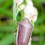 イネに付いた体長約１センチのイネカメムシの成虫（県病害虫防除所提供）