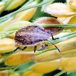 体長約７ミリのイネカメムシの幼虫（県病害虫防除所提供）