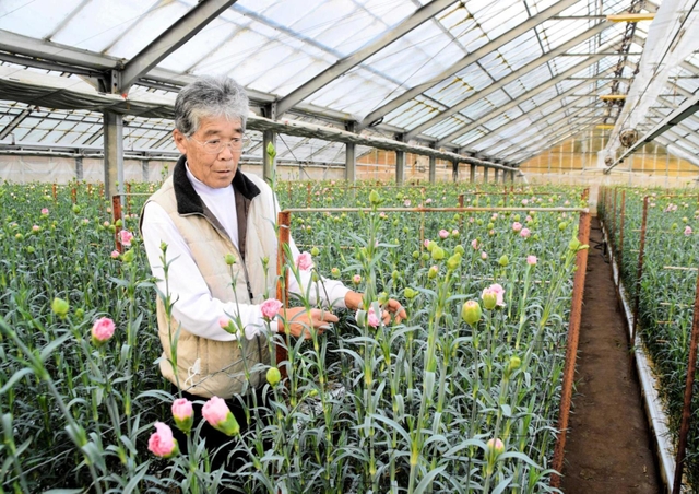 温室でカーネーションを手入れする安賀正明さん＝淡路市谷