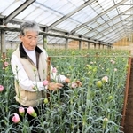温室でカーネーションを手入れする安賀正明さん＝淡路市谷
