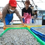昨年のイカナゴのシンコ漁解禁日。前年より多く取れたが…＝２０２１年３月６日、林崎漁港
