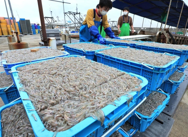水揚げされたイカナゴのシンコ＝１日午前、神戸市垂水区平磯３、垂水漁港（撮影・鈴木雅之）