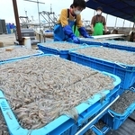 水揚げされたイカナゴのシンコ＝１日午前、神戸市垂水区平磯３、垂水漁港（撮影・鈴木雅之）