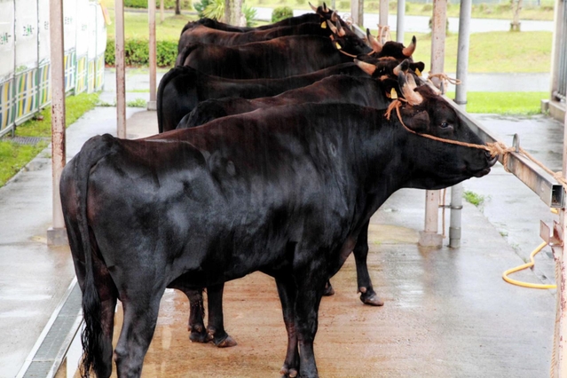 兵庫県が管理、飼育する基幹種雄牛＝朝来市和田山町安井、県北部農業技術センター