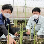 育ったアスパラガスを刈り取るＪＡ兵庫みらいの職員＝加西市三口町