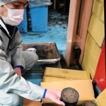コーヒーの抽出かすを固めたバイオコークス＝神戸市東灘区深江浜町、関西アライドコーヒーロースターズ