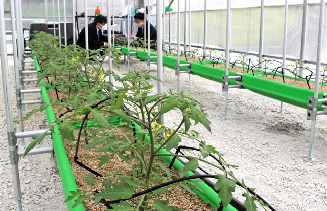 高さ調節できる設備で、砂栽培により育てる大森ロハスクリエイトのミニトマト＝大阪府四條畷市下田原