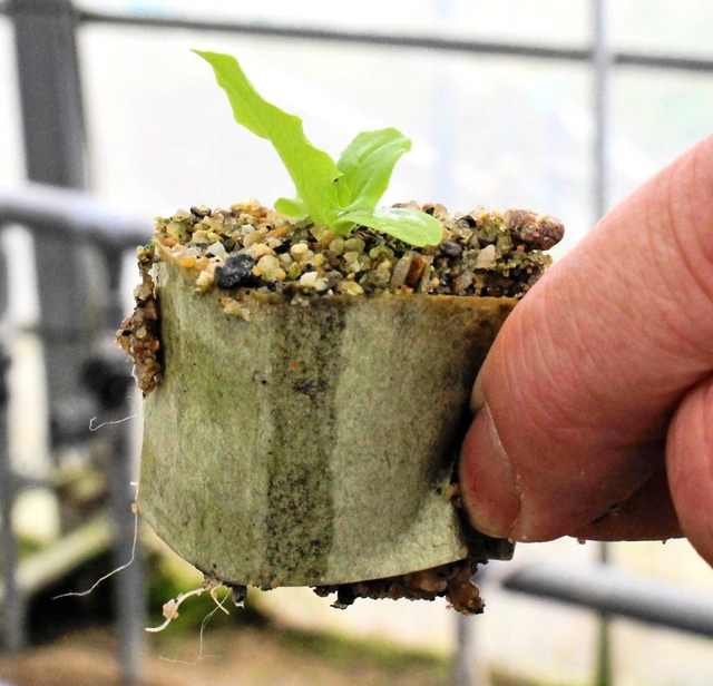 砂栽培で育てた野菜の苗。包装紙で区切り、そのまま植え替えられる＝大阪府四條畷市下田原