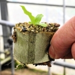 砂栽培で育てた野菜の苗。包装紙で区切り、そのまま植え替えられる＝大阪府四條畷市下田原