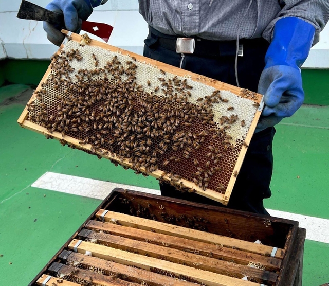 ホテルの施設で行われた養蜂の様子（神戸ポートピアホテル提供）