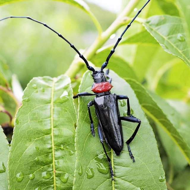 兵庫県以外で撮影されたクビアカツヤカミキリの成虫（兵庫県病害虫防除所提供）