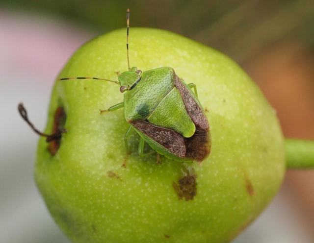 ナシの幼果にはりついたチャバネアオカメムシの成虫（兵庫県病害虫防除所提供）