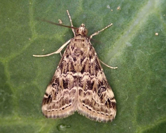 秋冬野菜に被害を与えるハイマダラノメイガの成虫（兵庫県病害虫防除所提供）