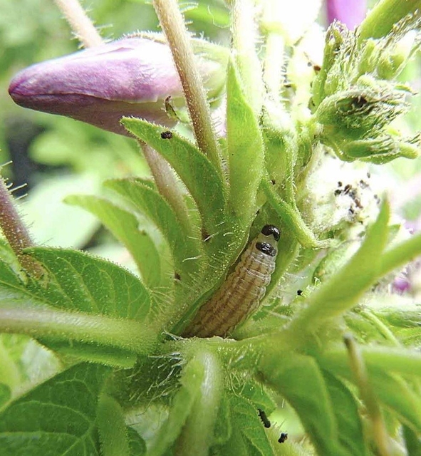 秋冬野菜に被害を与えるハイマダラノメイガの幼虫（兵庫県病害虫防除所提供）