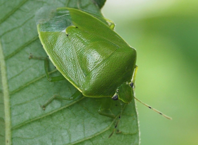 果樹に被害を与えるツヤアオカメムシの成虫（兵庫県病害虫防除所提供）