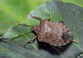 果樹に被害を与えるクサギカメムシの成虫（兵庫県病害虫防除所提供）