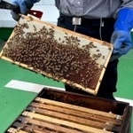 ホテルの施設で行われた養蜂の様子（神戸ポートピアホテル提供）