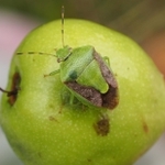 ナシの幼果にはりついたチャバネアオカメムシの成虫（兵庫県病害虫防除所提供）