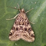 秋冬野菜に被害を与えるハイマダラノメイガの成虫（兵庫県病害虫防除所提供）
