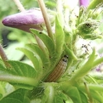 秋冬野菜に被害を与えるハイマダラノメイガの幼虫（兵庫県病害虫防除所提供）