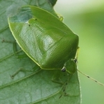 果樹に被害を与えるツヤアオカメムシの成虫（兵庫県病害虫防除所提供）