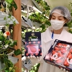 植物工場で育ったイチゴ「Ｎ．ＢＥＲＲＹ」＝宝塚市亀井町、ＮＴＴ西日本宝塚第二別館