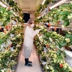 ＮＴＴ西日本グループがイチゴを栽培する植物工場＝宝塚市亀井町、ＮＴＴ西日本宝塚第二別館