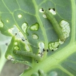キャベツを食い荒らすシロイチモジヨトウの幼虫（兵庫県病害虫防除所提供）