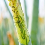 ネギの葉を食い荒らすシロイチモジヨトウの幼虫（兵庫県病害虫防除所提供）