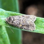 シロイチモジヨトウの成虫（兵庫県病害虫防除所提供）