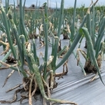 シロイチモジヨトウの食害を受けたネギ（兵庫県病害虫防除所提供）