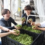 収穫した枝豆を手にする大坂宇津実さん（左から３人目）とサイト「おてつたび」を利用し、作業に加わった学生たち＝丹波篠山市黒田