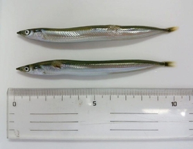 播磨灘で生まれた０歳魚のイカナゴ（兵庫県水産技術センター提供）