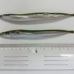播磨灘で生まれた０歳魚のイカナゴ（兵庫県水産技術センター提供）