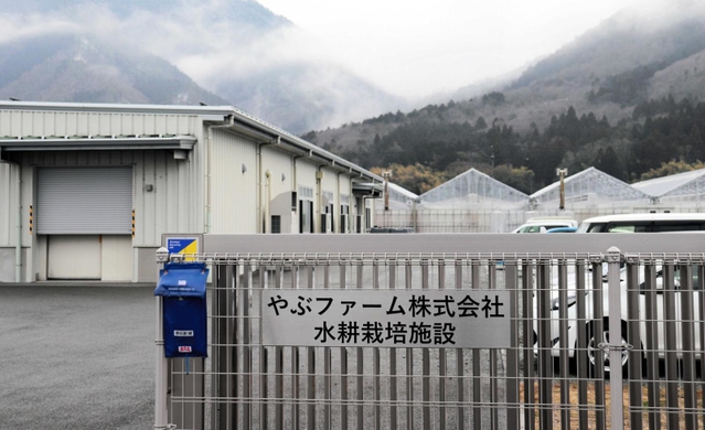 水耕栽培でホウレンソウなどを作っている「やぶファーム」＝養父市養父市場