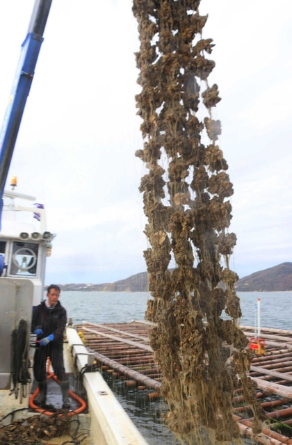 水揚げのため、養殖いかだから引き上げられるマガキ＝相生市の相生湾沖