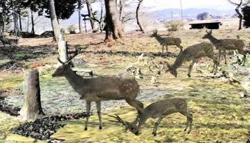 林に群れるシカの３次元画像を配した開発するサイトのイメージ（兵庫県森林動物研究センター提供）
