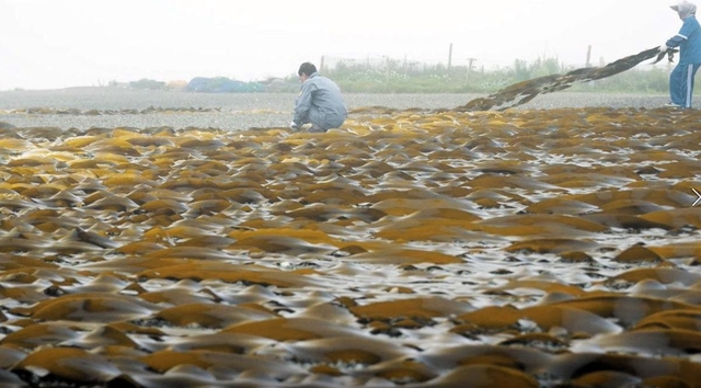 従来の乾燥昆布では、漁師らが水揚げ後浜に並べて天日干しをする（フジッコ提供）